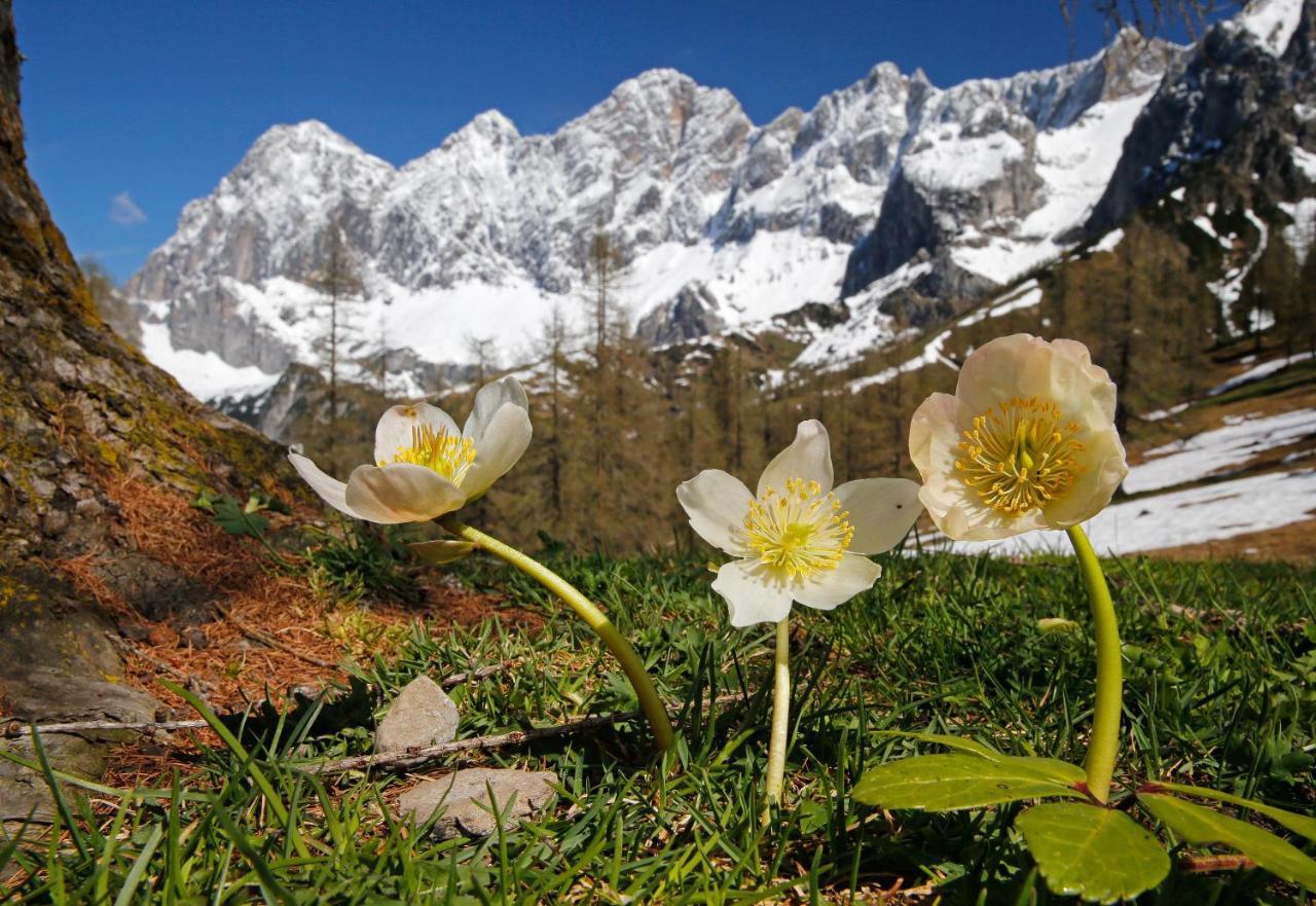 Appartementhaus Finis Ramsau am Dachstein Eksteriør bilde